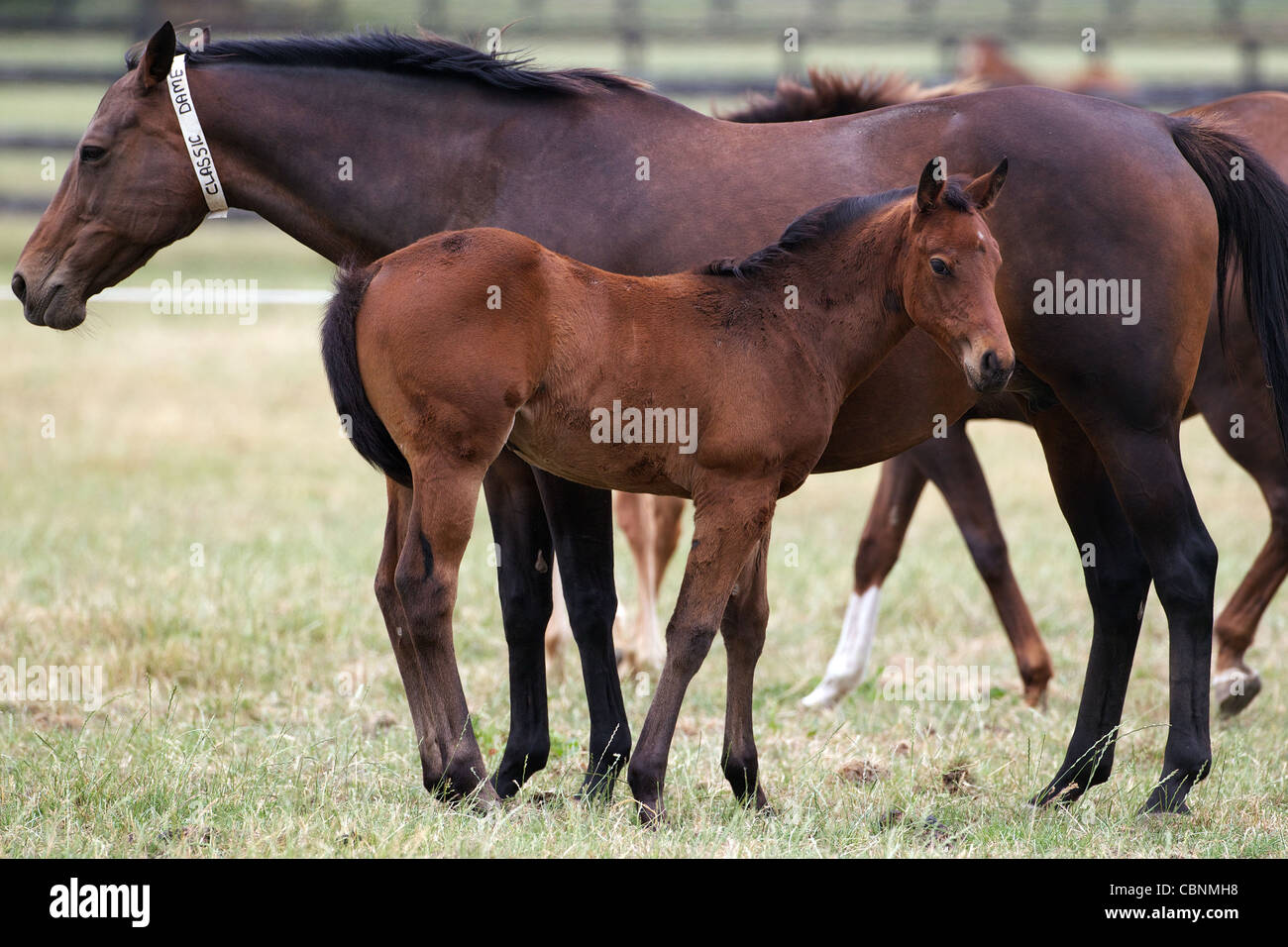 Thoroughbred race horses and foals in paddocks at Cambridge Thoroughbred Lodge, Cambridge, Waikato, New Zealand Stock Photo