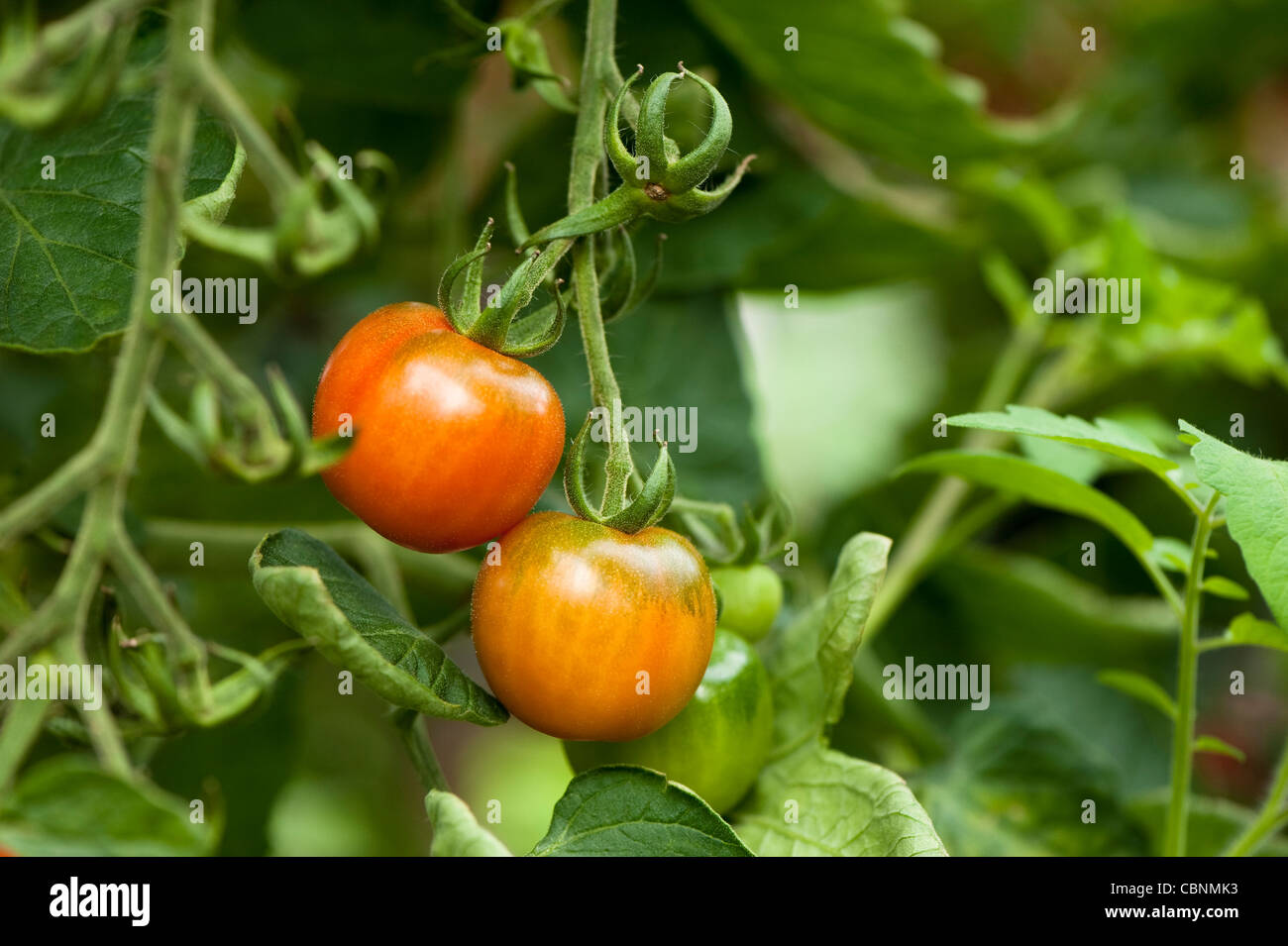 Tomato plant, Solanum lycopersicum ‘Gardener’s Delight’ Stock Photo