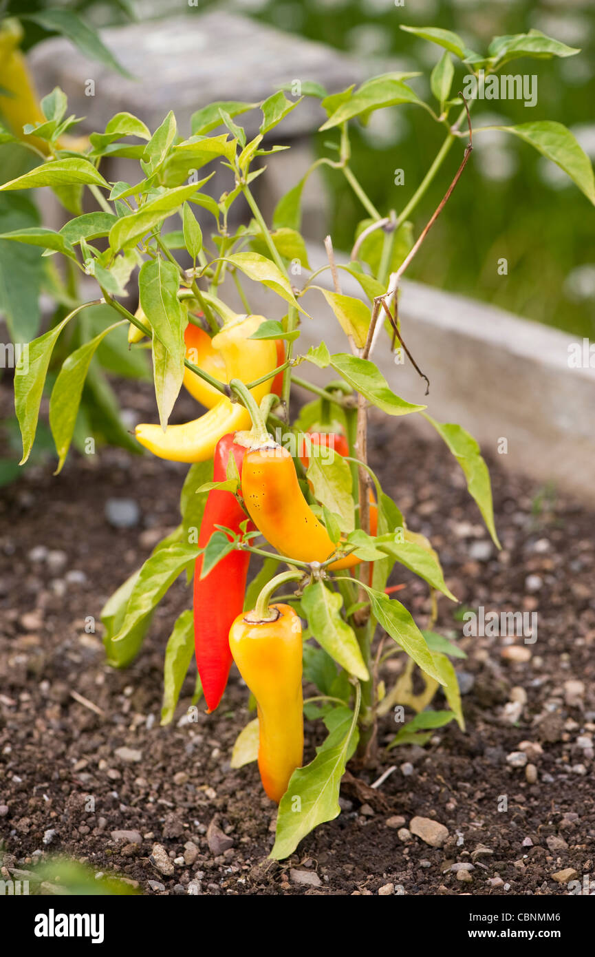 Chilli Pepper ‘Inferno’ F1 Hybrid, Capsicum annuum Stock Photo