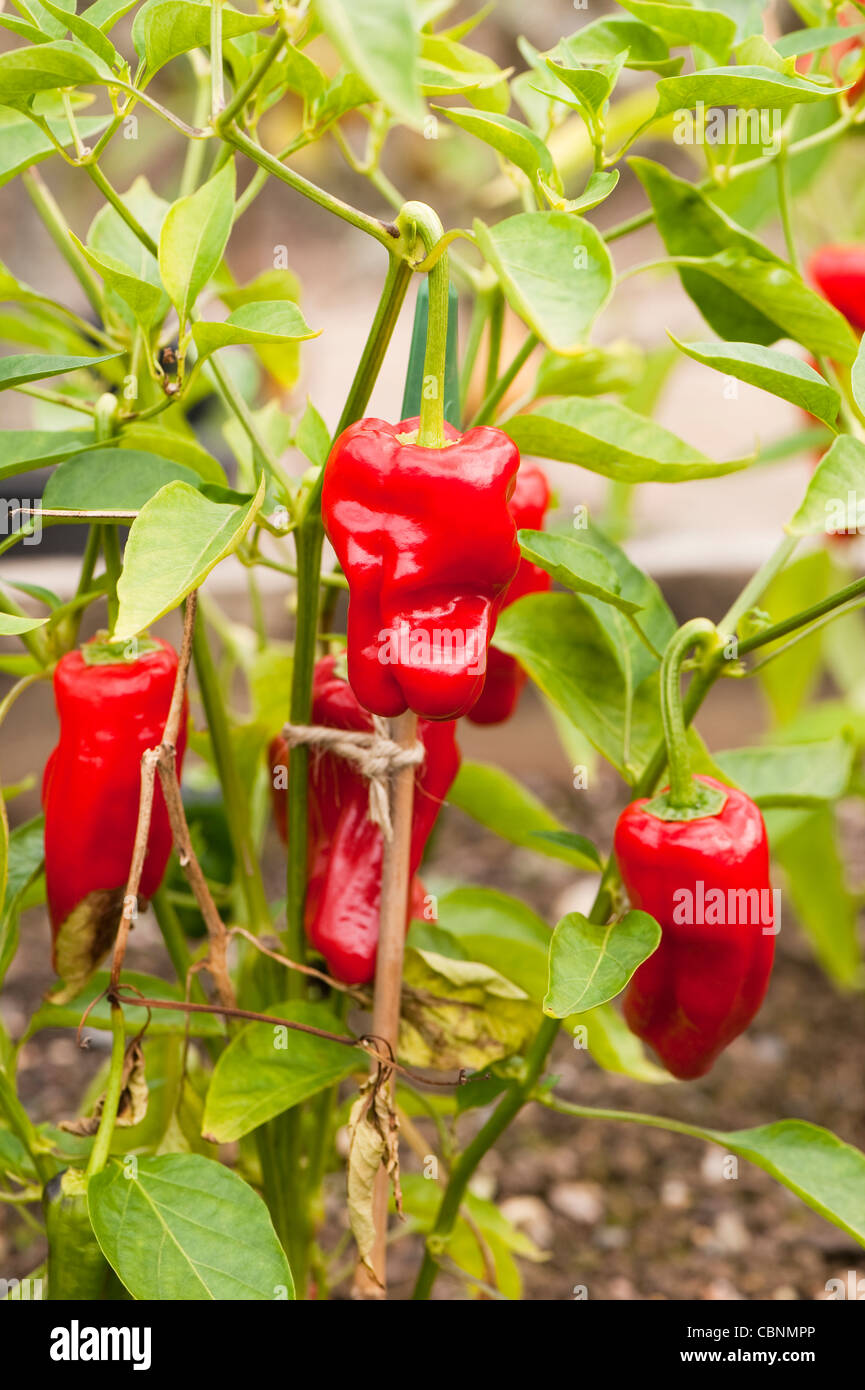Chilli Pepper ‘Padron’, Capsicum annuum Stock Photo