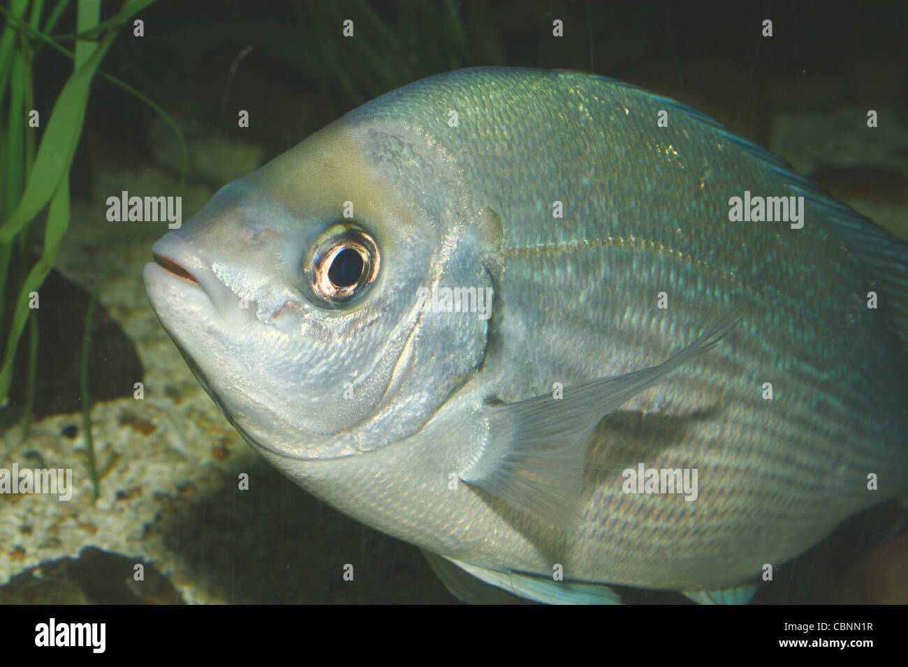 silver fish SEA LIFE Blackpool, Promenade, Blackpool, Lancashire, FY1
