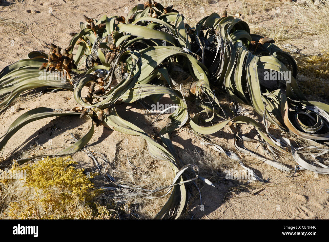 Welwitschia mirabilis plant in Namib-Naukluft National Park, Namibia Stock Photo