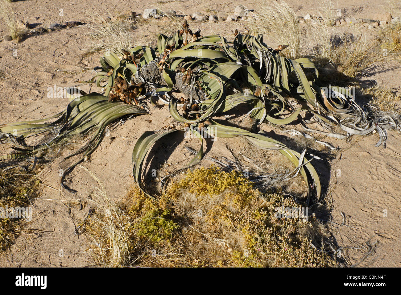 Welwitschia mirabilis plant in Namib-Naukluft National Park, Namibia Stock Photo