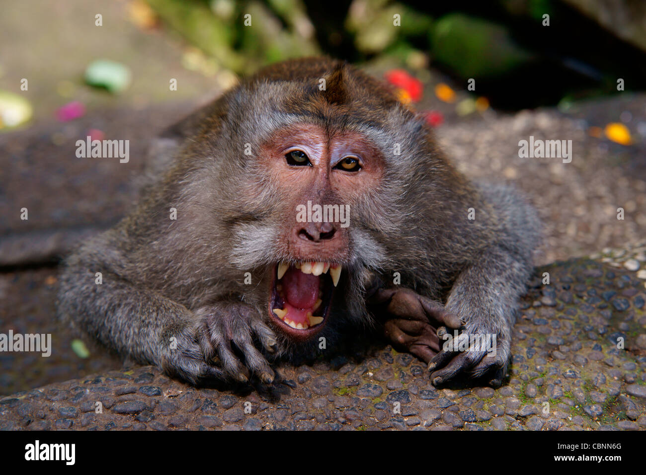 crabeating macaque (Macaca fascicularis) with open mouth baring teeth