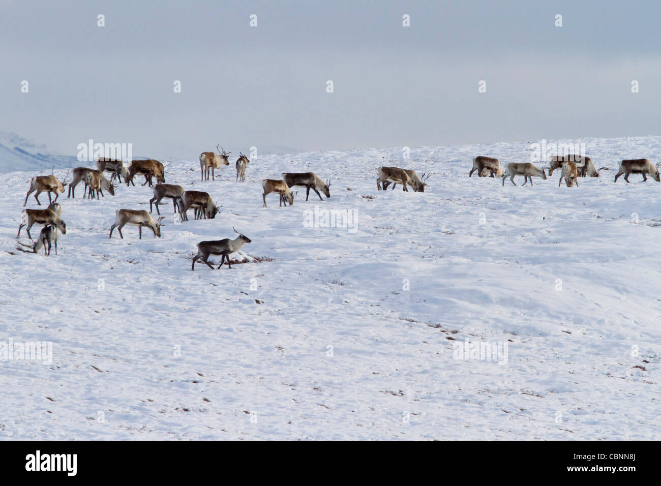 Caribou (Rangifer tarandus) herd on migration south through north slope Brooks Range, Alaska in October Stock Photo