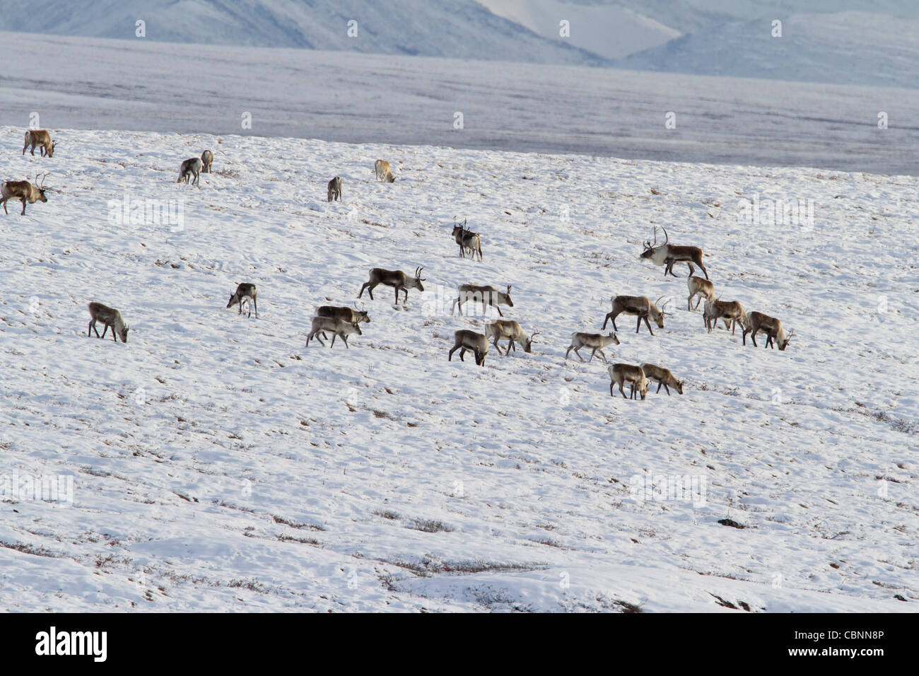 Caribou (Rangifer tarandus) herd on migration south through north slope Brooks Range, Alaska in October Stock Photo