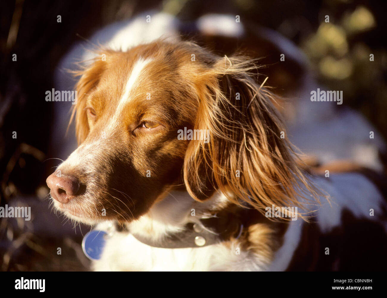 Adult Brittany spaniel Stock Photo