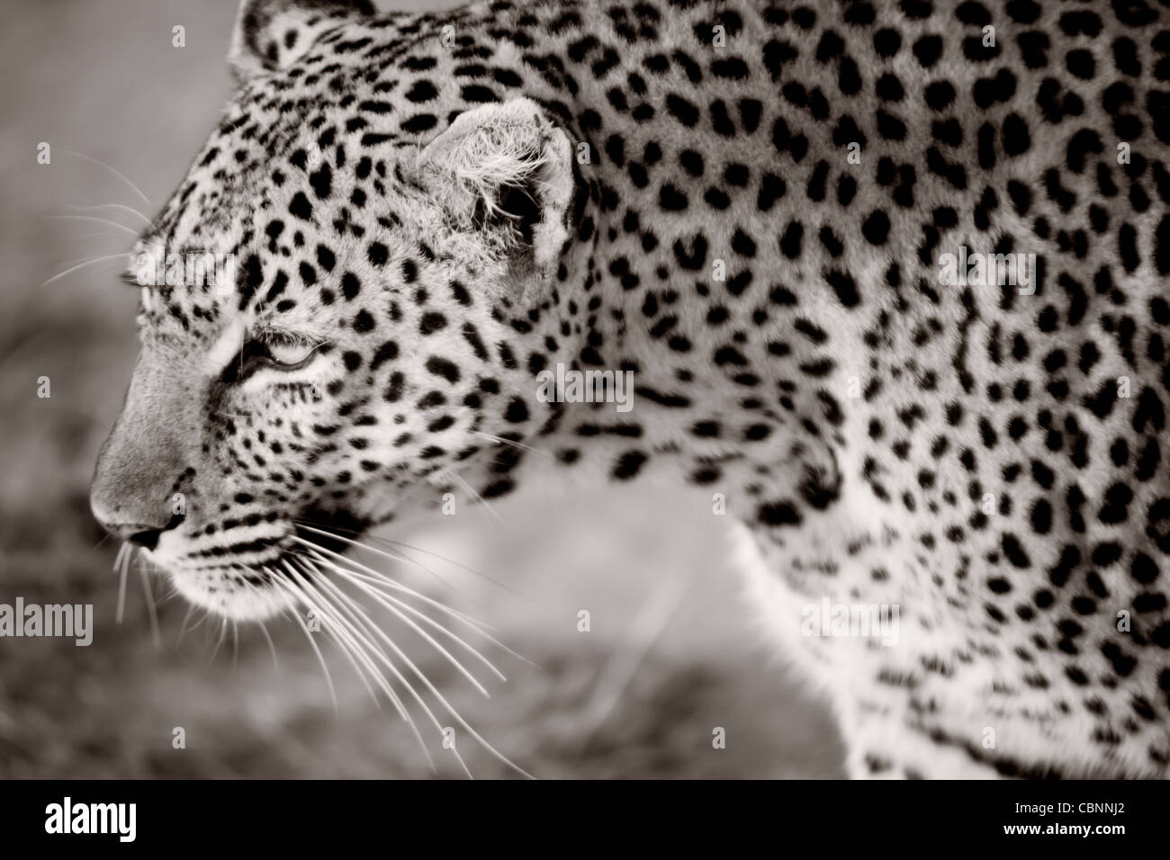 Close-Up Shot of a Black and White Leopard Print · Free Stock Photo