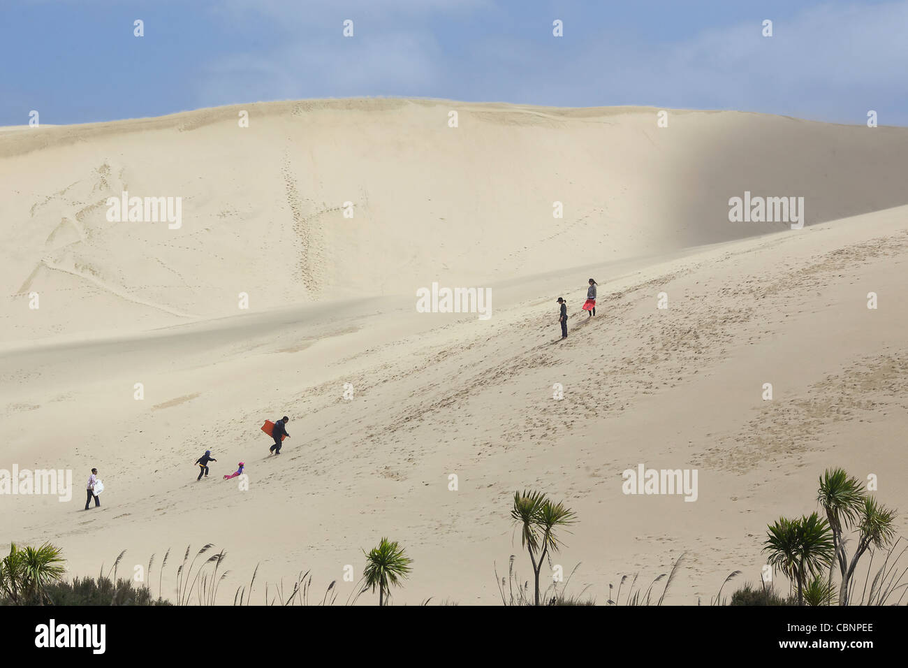 People sliding down the Te Paki Sand dunes on boogie boards. The Te ...