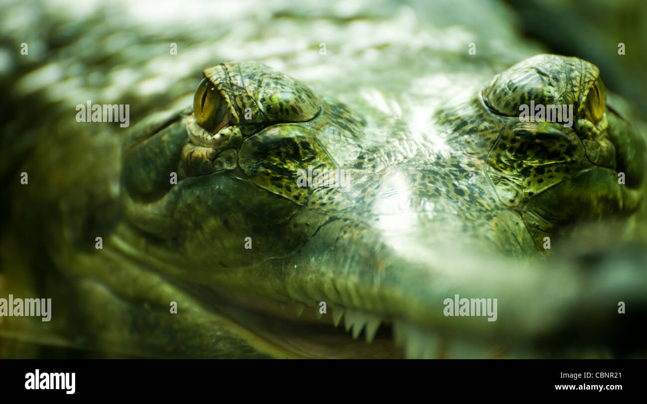 Crocodile's eyes above water surface Stock Photo