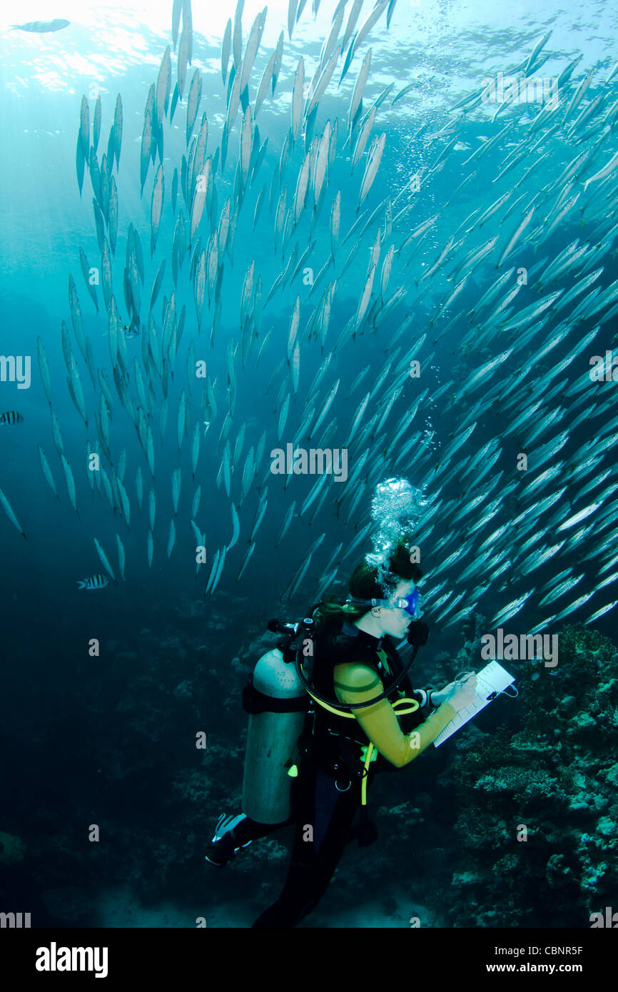 Scuba diver taking notes during an underwater Scuba lesson, surrounded by a school of small Barracudas Stock Photo