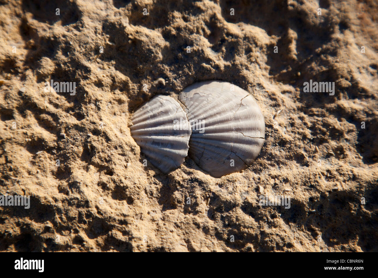 Shell fossils embedded into the rocky surface in the northwestern coast of Gozo in Malta. Stock Photo