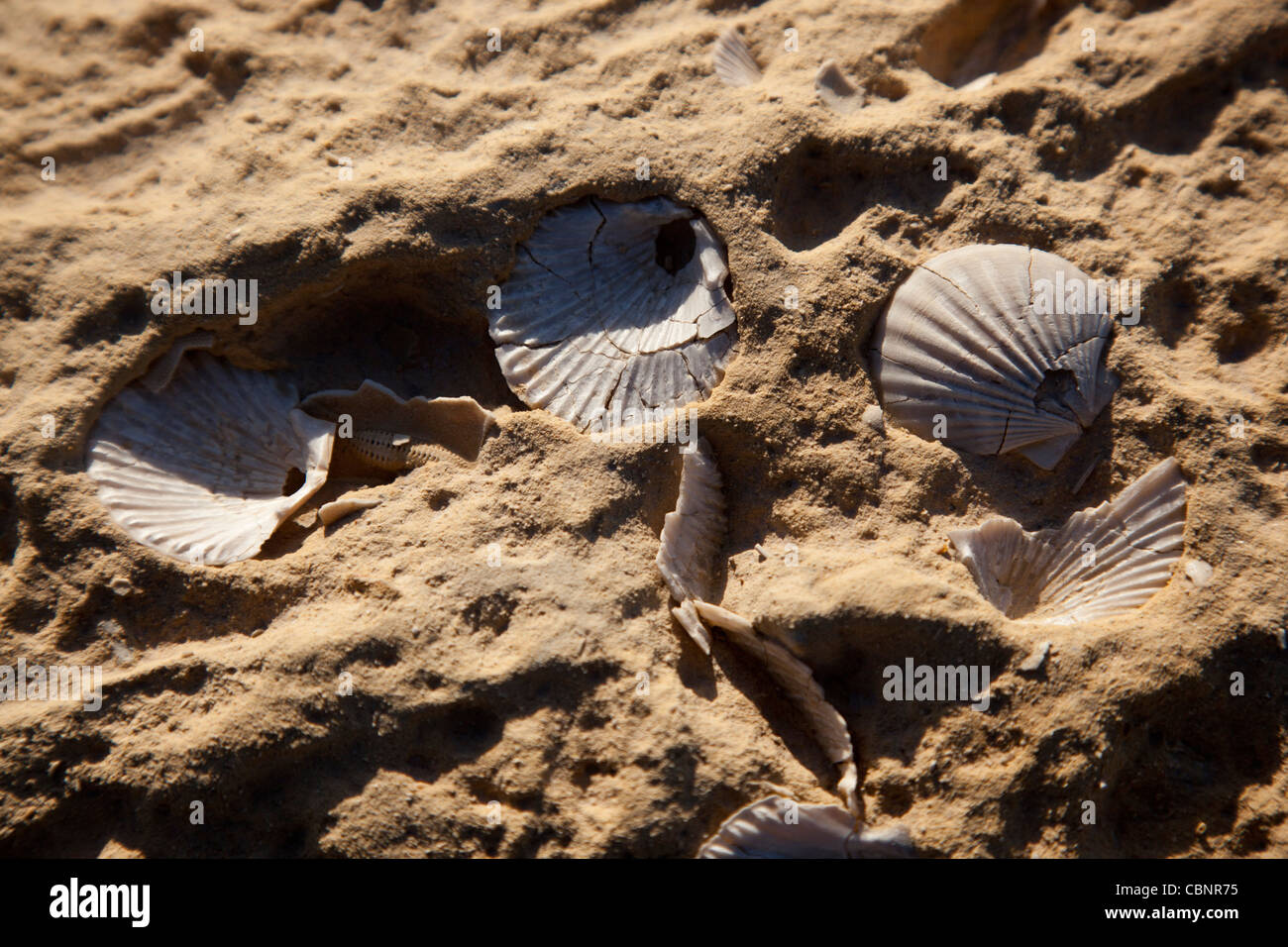 Shell fossils embedded into the rocky surface in the northwestern coast of Gozo in Malta. Stock Photo