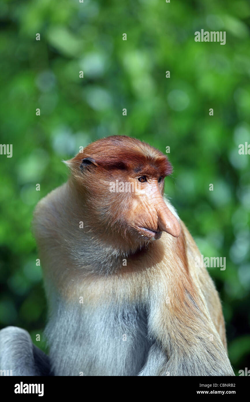 Proboscis monkey at Labuk Bay Proboscis Monkey Sanctuary. Stock Photo