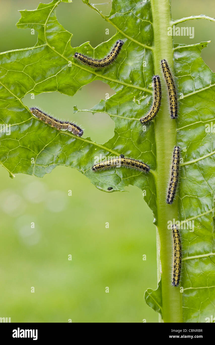 Caterpillars from Large white butterfly (Pieris brassicae Stock Photo ...