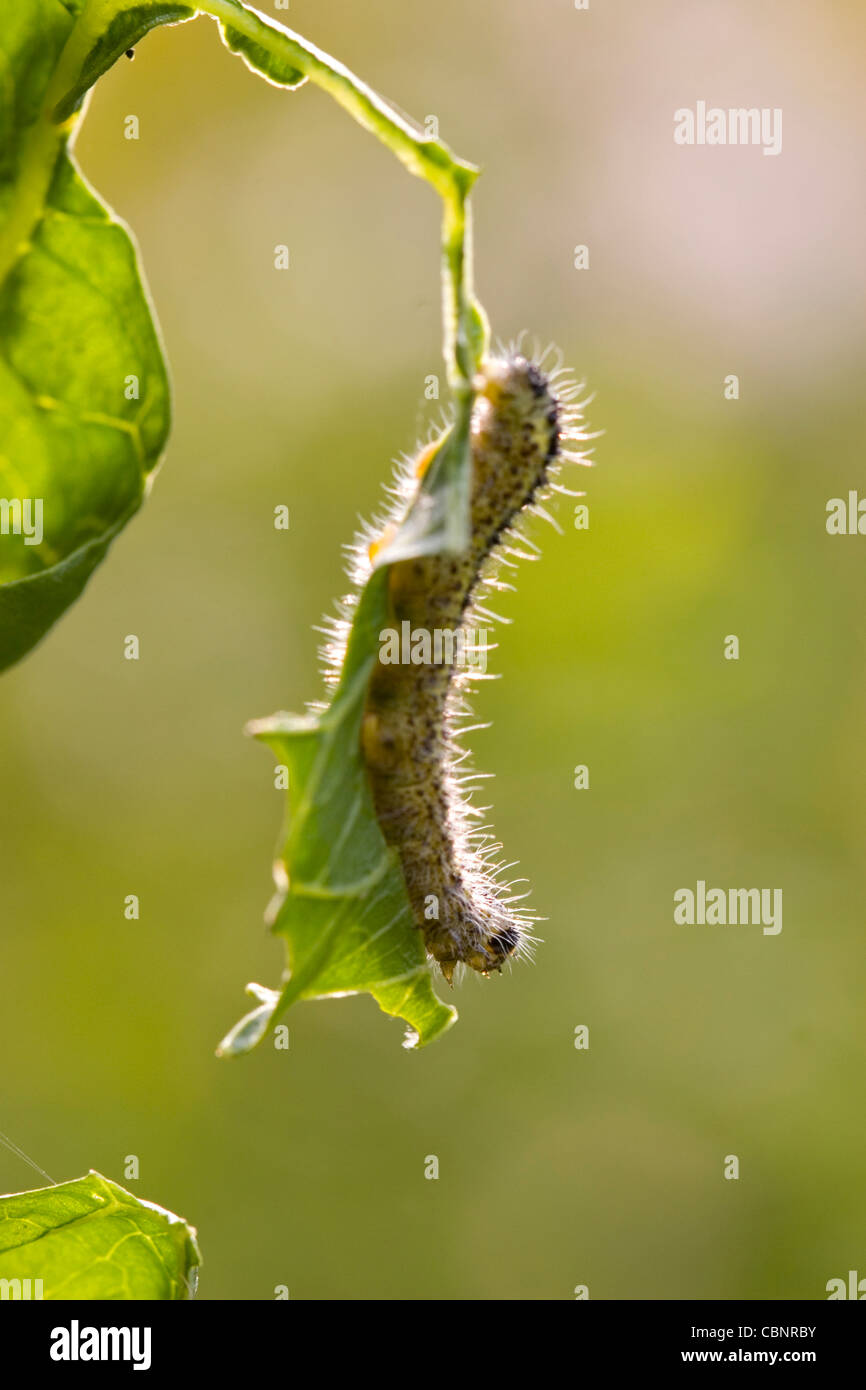 Caterpillar from Large white butterfly (Pieris brassicae Stock Photo ...