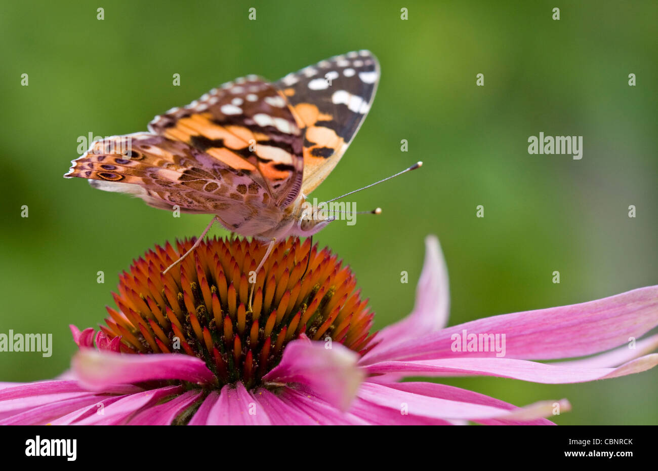 Painted lady (Vanessa cardui) Stock Photo