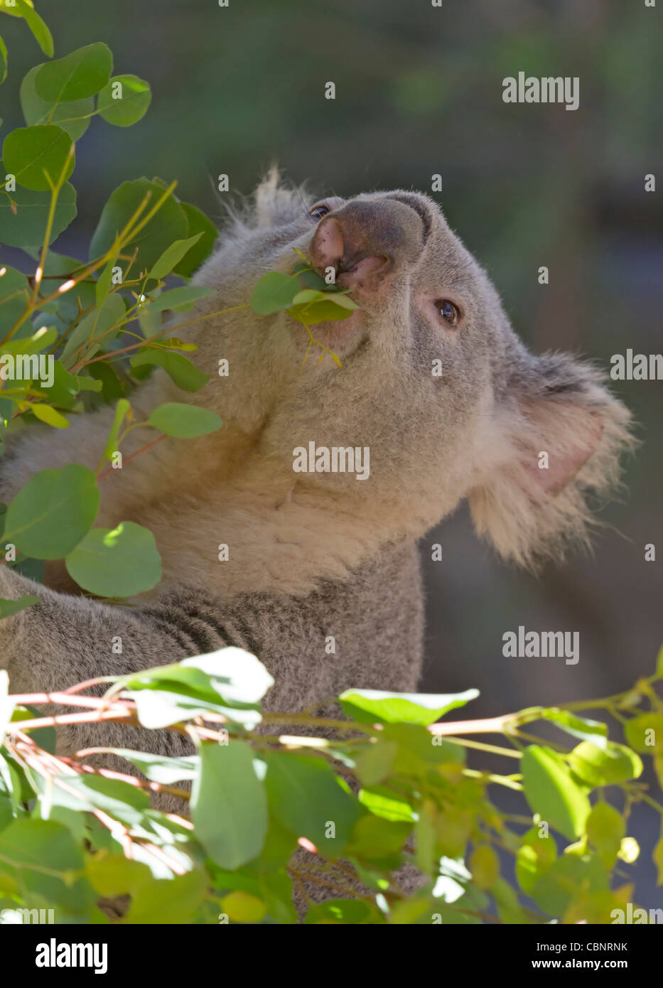 Koala (Phascolarctos cinereus) Stock Photo