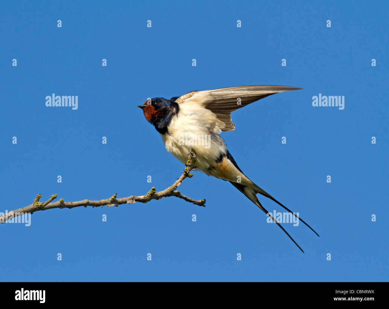 Barn Swallow (Hirundo rustica) Stock Photo