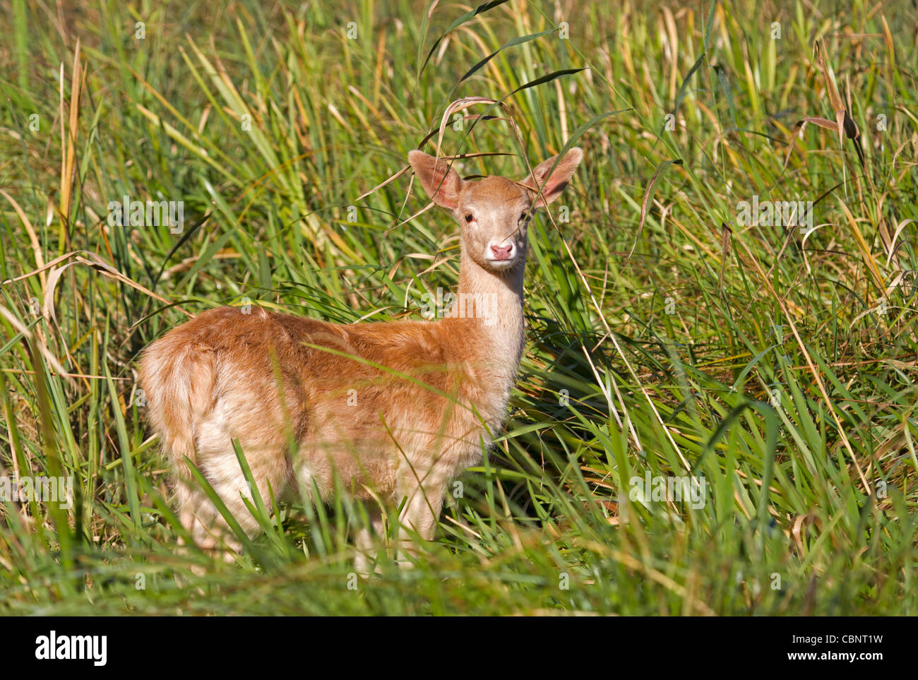 Young fallow deer (Dama dama) Stock Photo