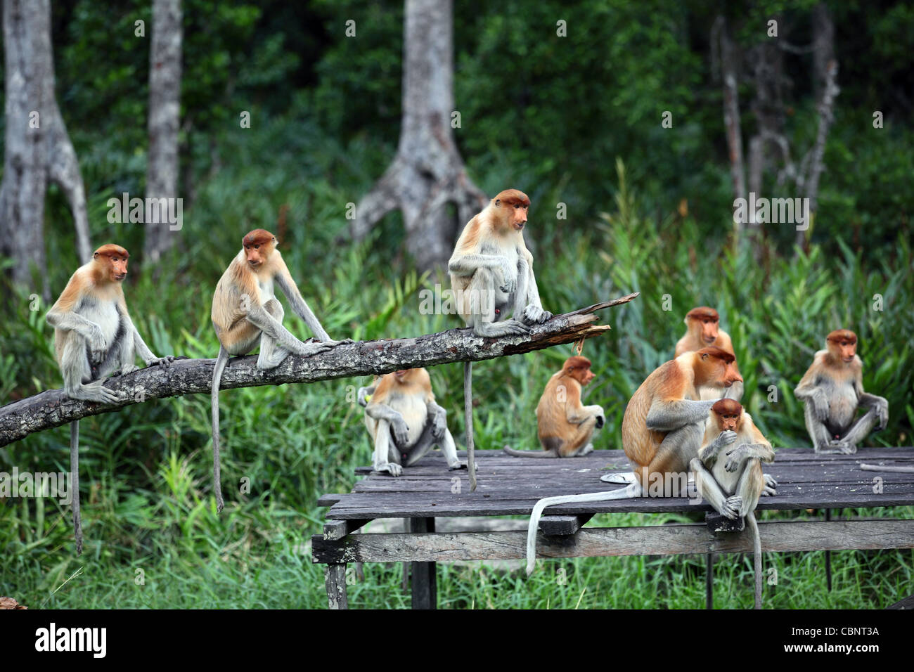 Proboscis monkeys at Labuk Bay Proboscis Monkey Sanctuary Stock Photo ...