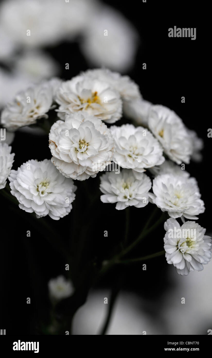 Achillea ptarmica 'The Pearl'  Sneezewort upright tall herbaceous perennial sprays white double flowers bloom blossom blooms Stock Photo