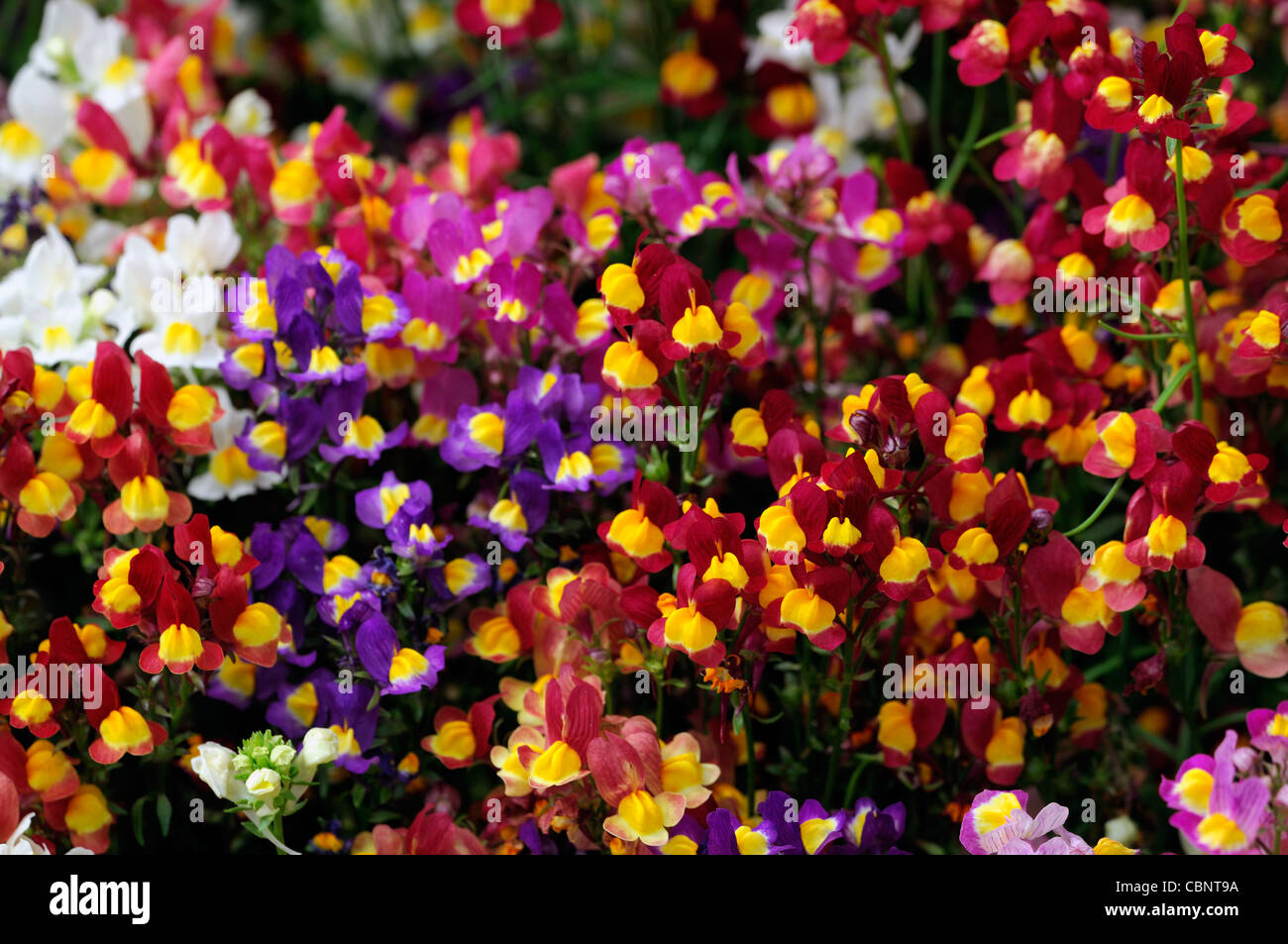 Linaria maroccana fantasy mix Delicate dwarf Bright bi-coloured flowers ...