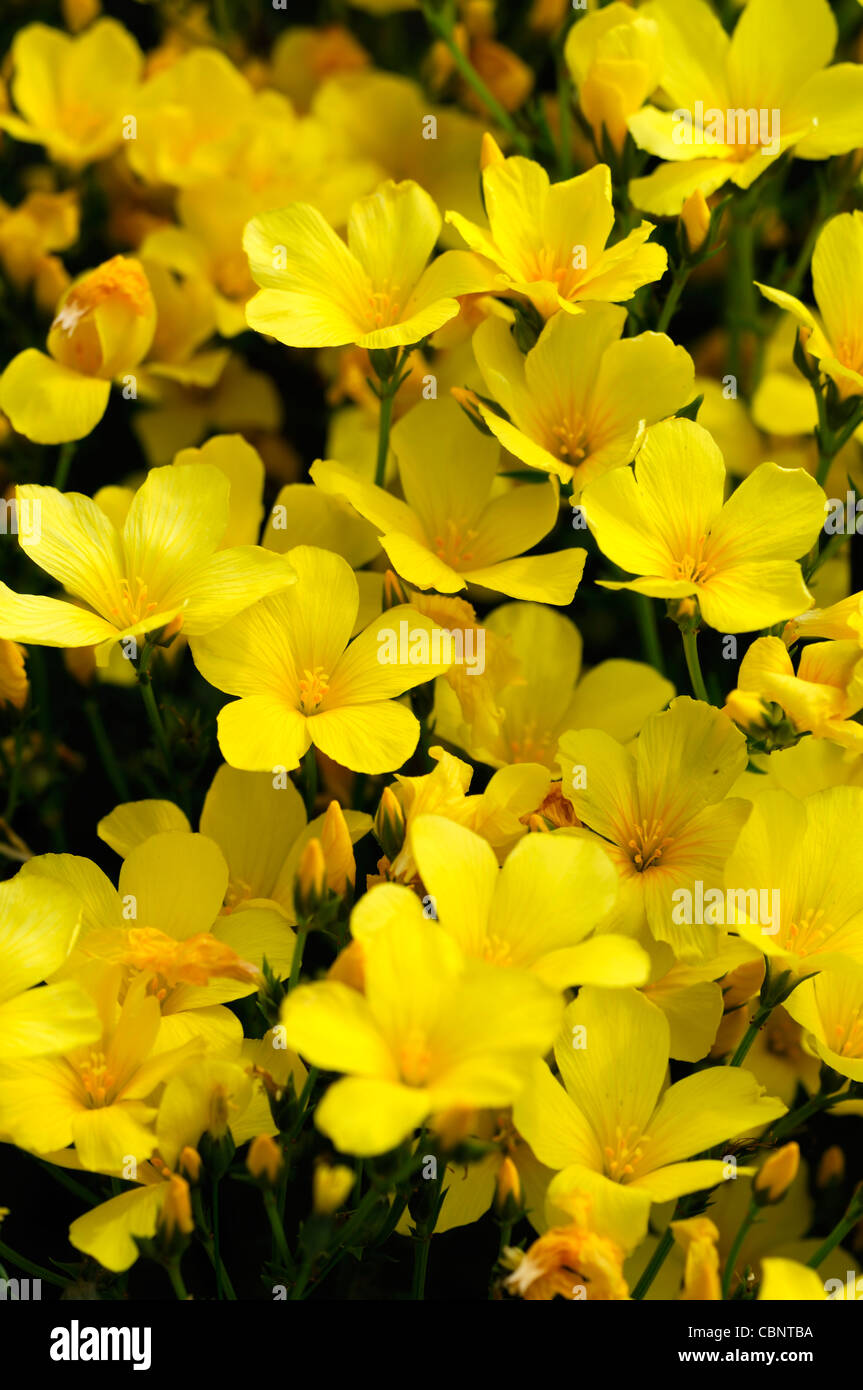 Linum flavum Compactum Dwarf Golden Flax Yellow bloom flower blossom alpine perennial plant Stock Photo