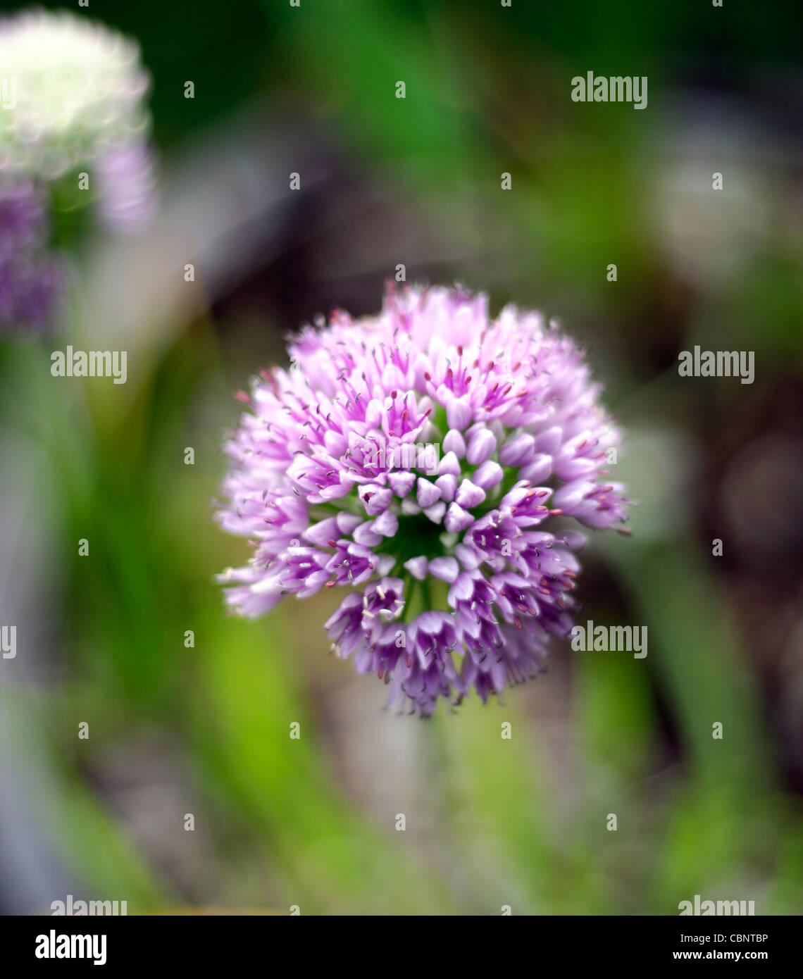 allium angulosum closeup selective focus plant portraits flowers flowering blooms blossoms pale purple pastel ornamental onions Stock Photo