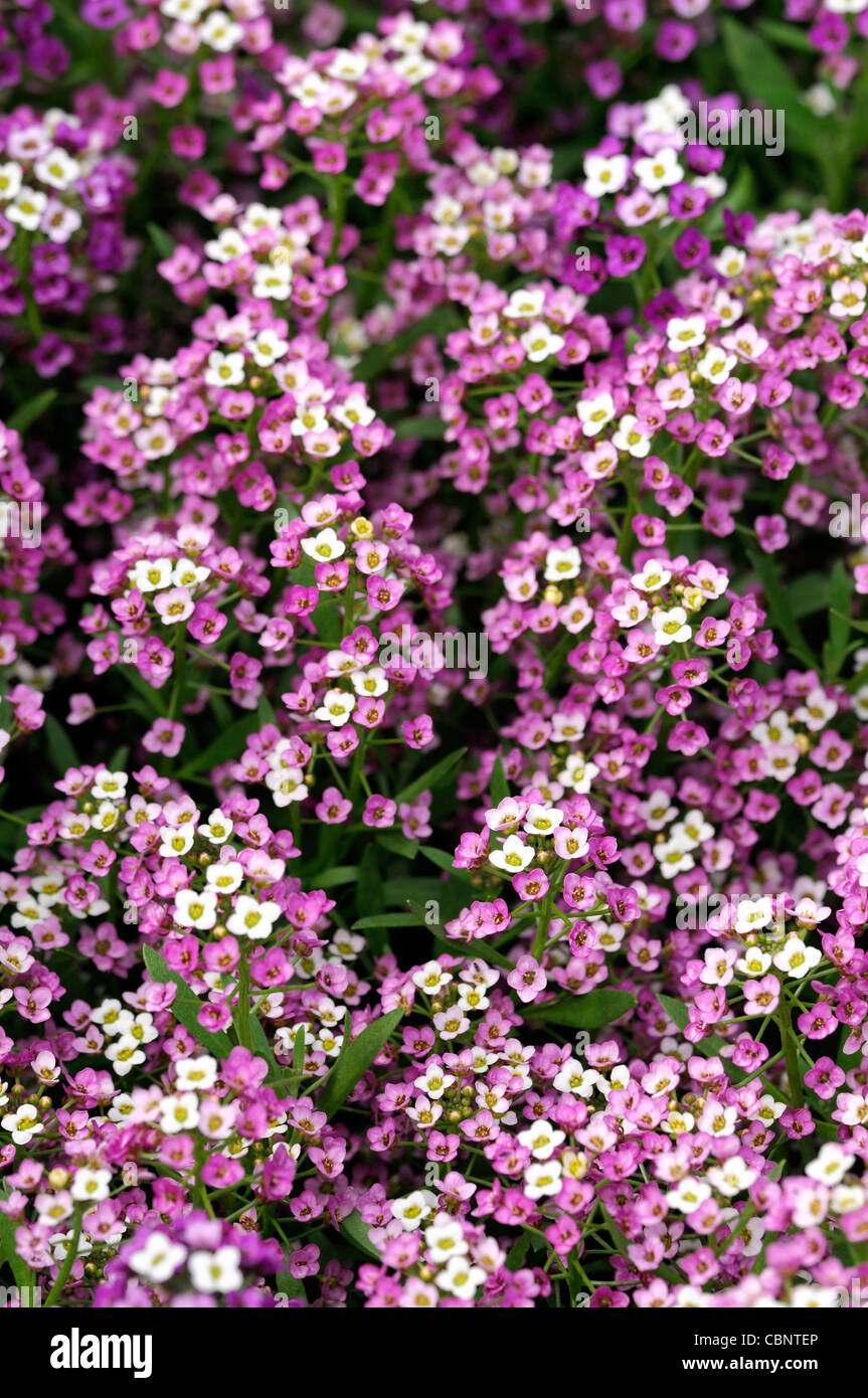 Alyssum blooms hi-res stock photography and images - Alamy