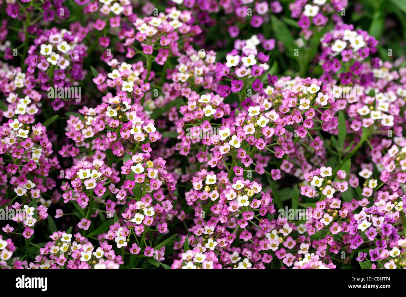 Alyssum Rosie O'Day white pink flowers blooms blossoms hardy annual dense uniform habit Stock Photo