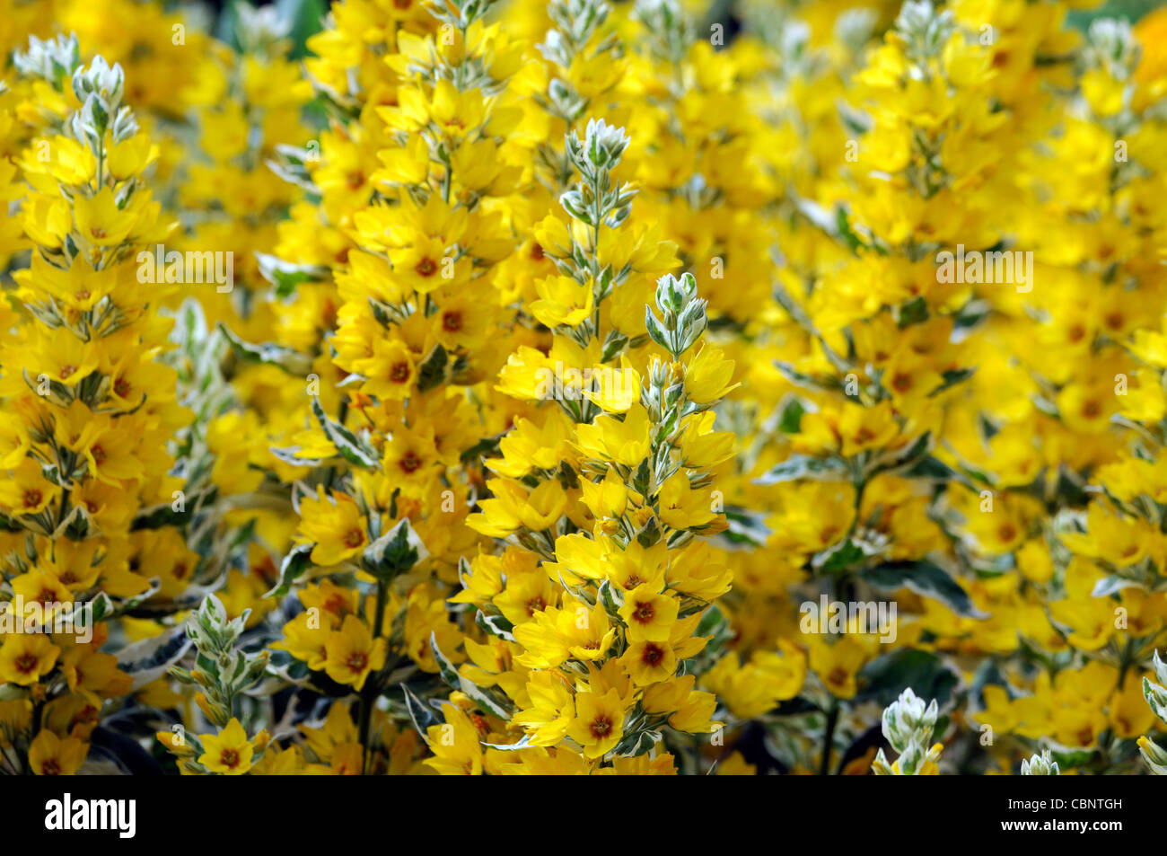 lysimachia punctata alexander perennial yellow flower bloom blossom
