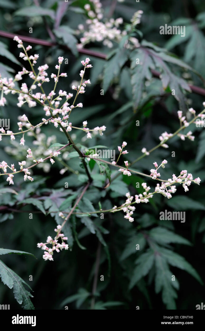 Artemisia lactiflora Guizhou white mugwort spray flowers blooms blossoms musk scented red-brown stems ferny black-green leaves Stock Photo
