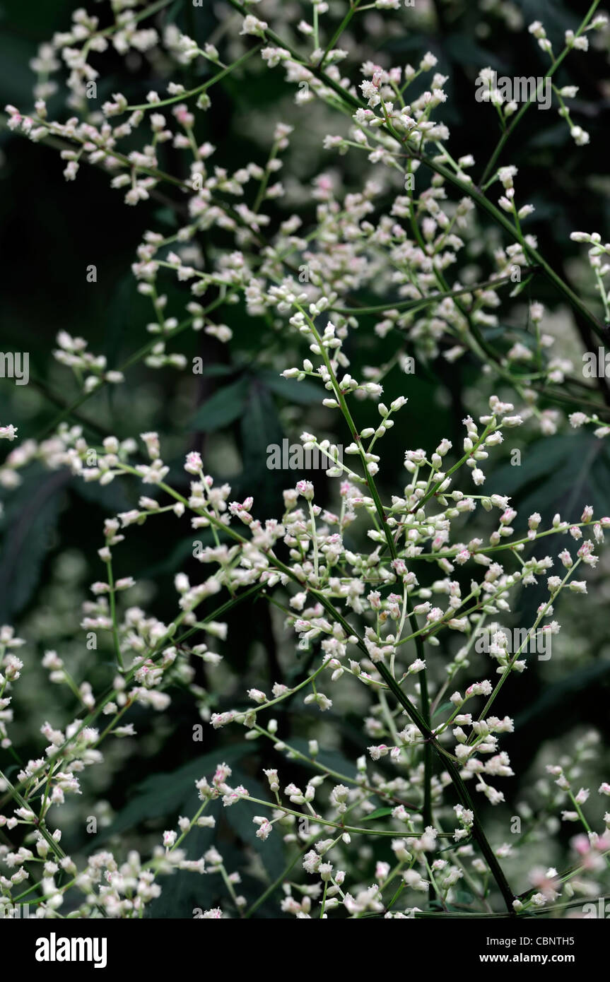Artemisia lactiflora Guizhou white mugwort spray flowers blooms blossoms musk scented red-brown stems ferny black-green leaves Stock Photo