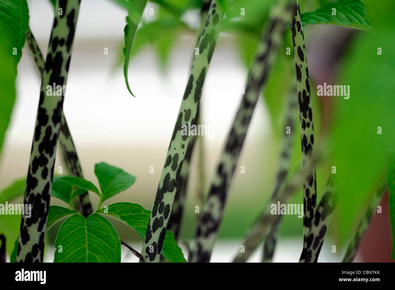 amorphophallus titanum titan arum unusual spotted spot young stems Stock Photo