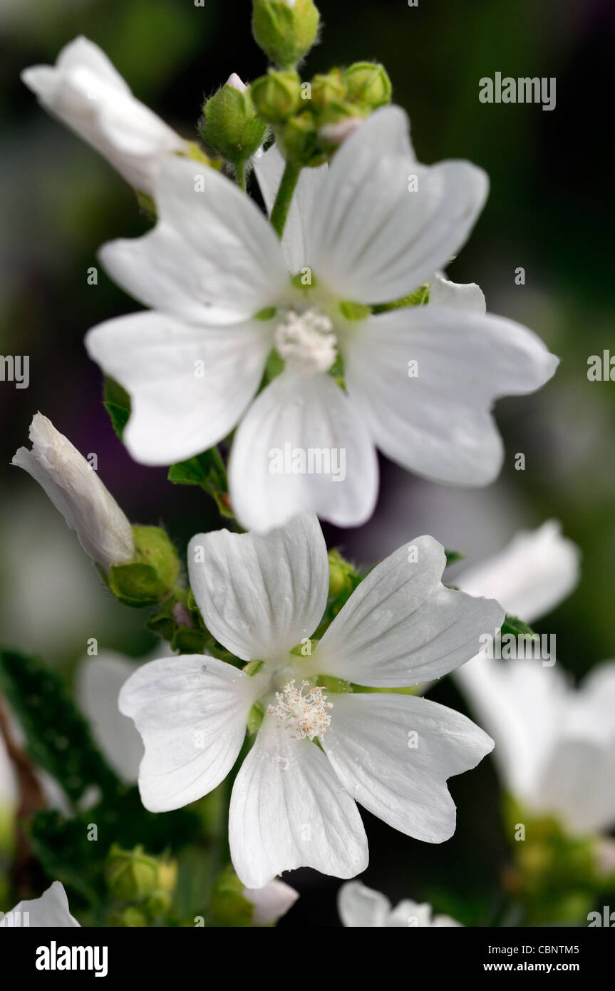 malva moschata alba closeup selective focus plant portraits white flowers petals perennials musk mallows Stock Photo