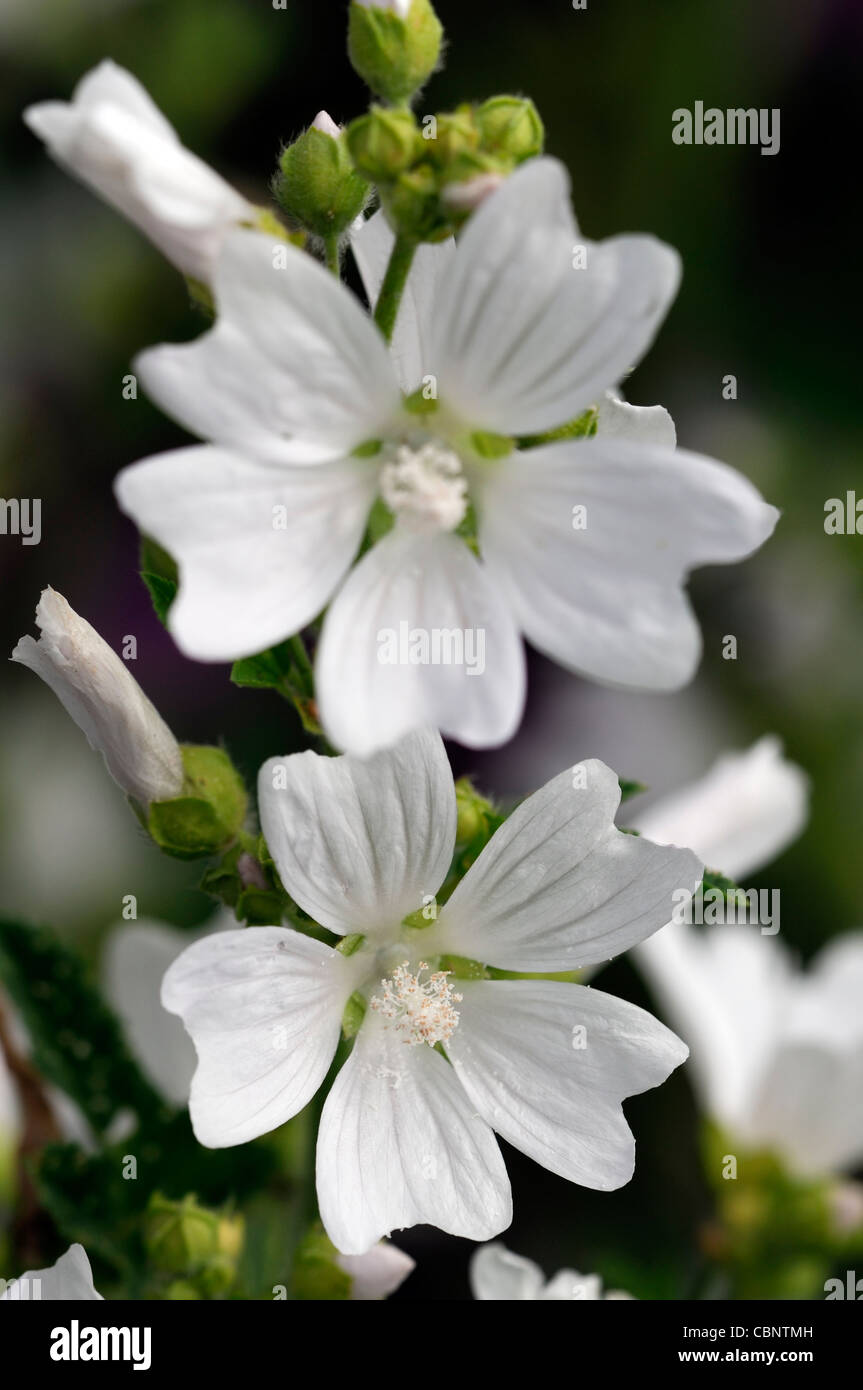 malva moschata alba closeup selective focus plant portraits white flowers petals perennials musk mallows Stock Photo