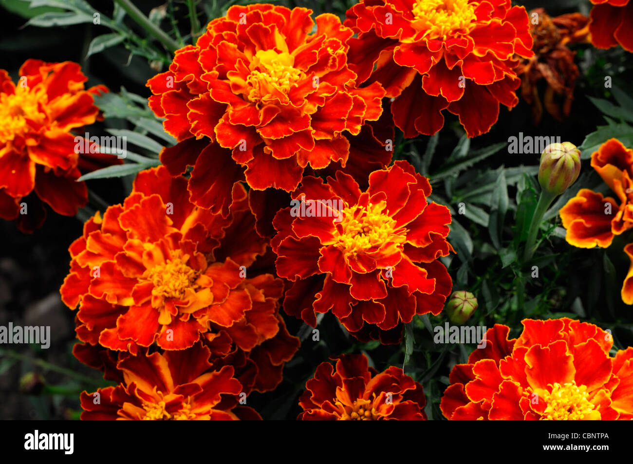 How To Say Marigold Flower In Spanish How To Say Marigold Flower In Spanish