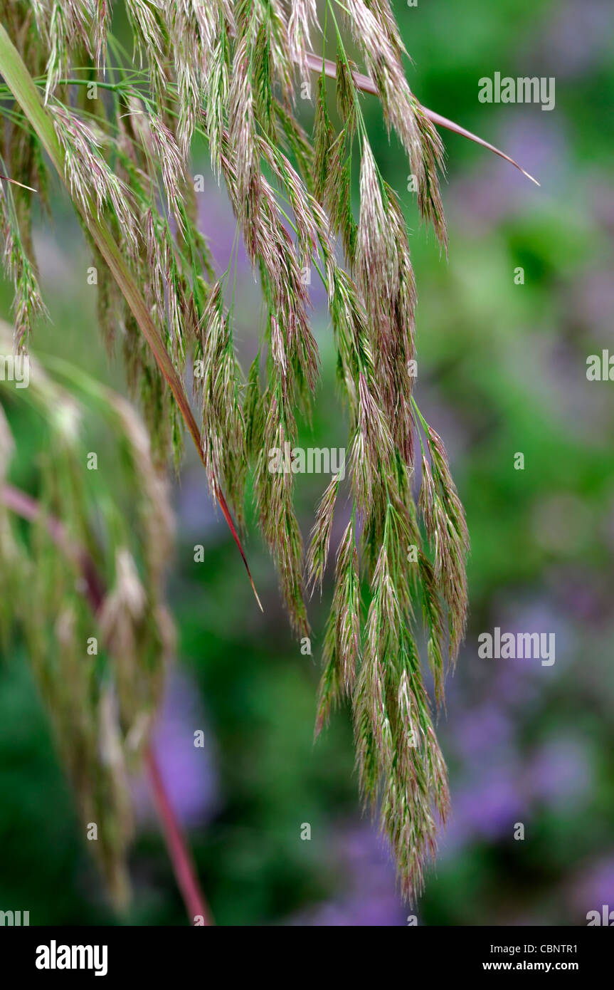 Reed grass hires stock photography and images Alamy