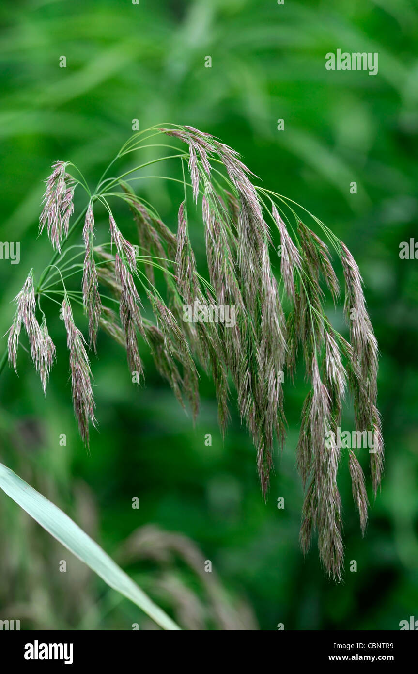 Calamagrostis emodensis syn Graminea sp Nepal Evergreen grass Green