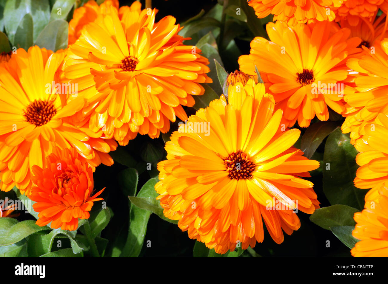 Calendula officinalis Calypso Orange Black Center english pot marigold flowers blooms blossoms annual plant Stock Photo