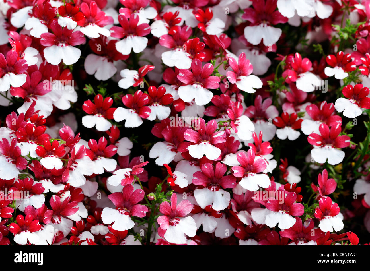 Nemesia strumosa Danish Flag hardy perennial herbaceous plant pink white flowers blooms blossoms mass masses Stock Photo