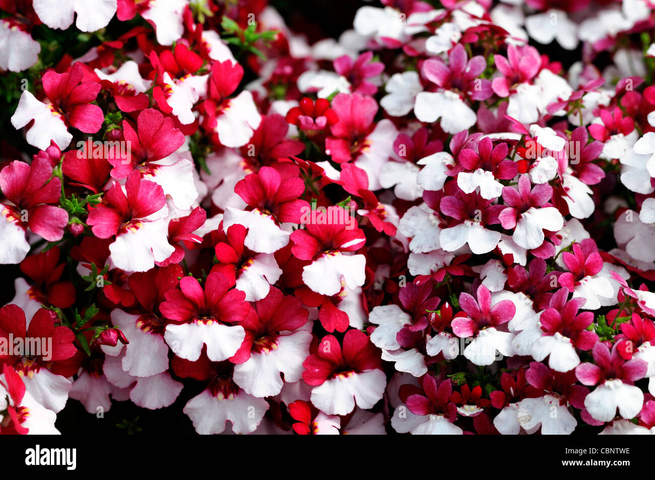 Nemesia strumosa Danish Flag hardy perennial herbaceous plant pink white flowers blooms blossoms mass masses Stock Photo