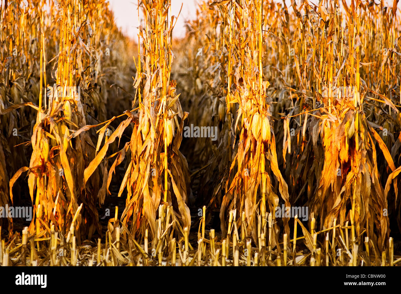 Vegetable stalk hires stock photography and images Alamy