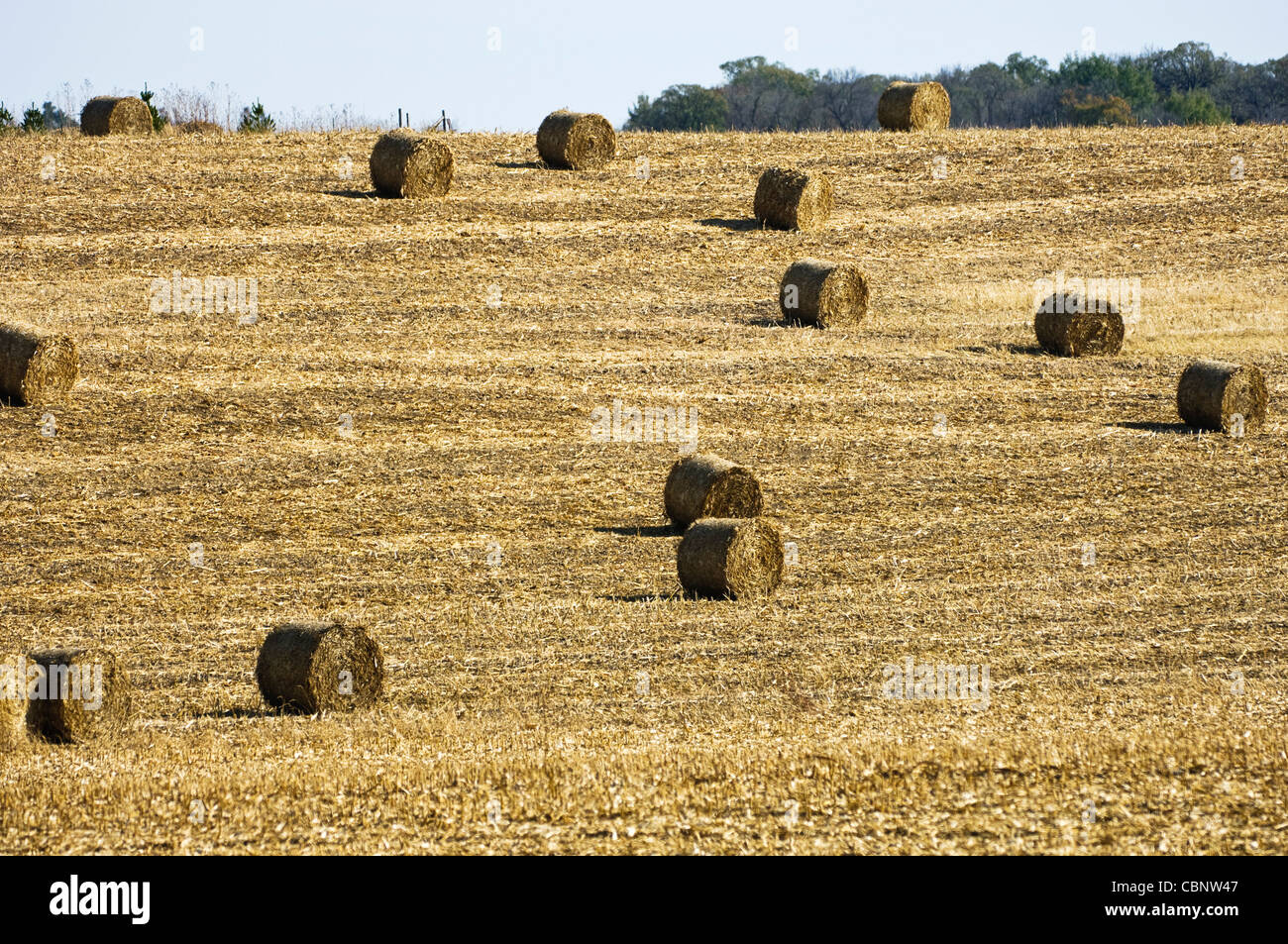 Round bales of corn silage in a field after harvest Stock Photo Alamy