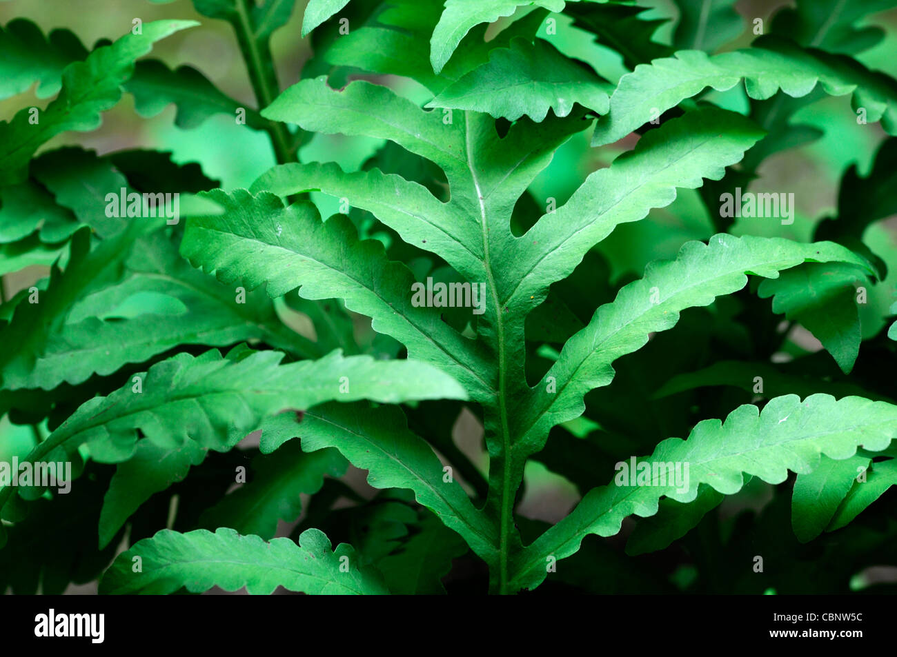 onoclea sensibilis sensitive fern bead fern perennial plant portraits green foliage leaves fronds Stock Photo