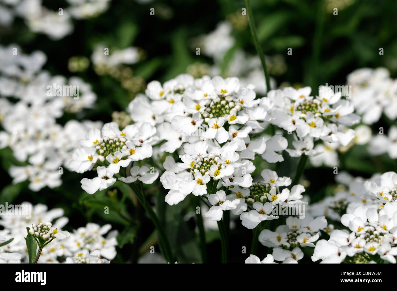 Candytuft Iceberg Iberis amara white annual flower bloom blossom