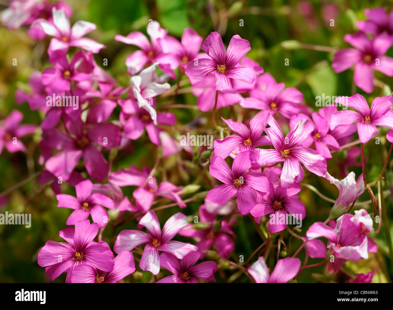 Oxalis articulata ssp rubra red woodsorrel windowbox sorrel herbaceous perennial pink purple flowers blooms blossoms Stock Photo