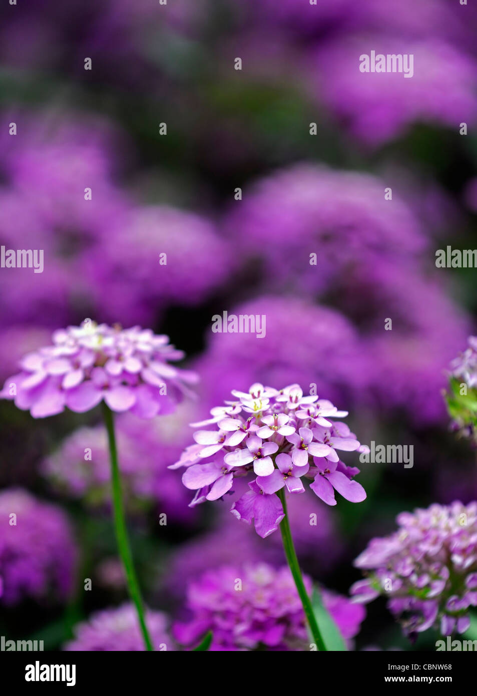 candytuft 'dwarf fairy mixed' Iberis tenoreana purple annual flower bloom blossom flowers blooms blossoms Stock Photo