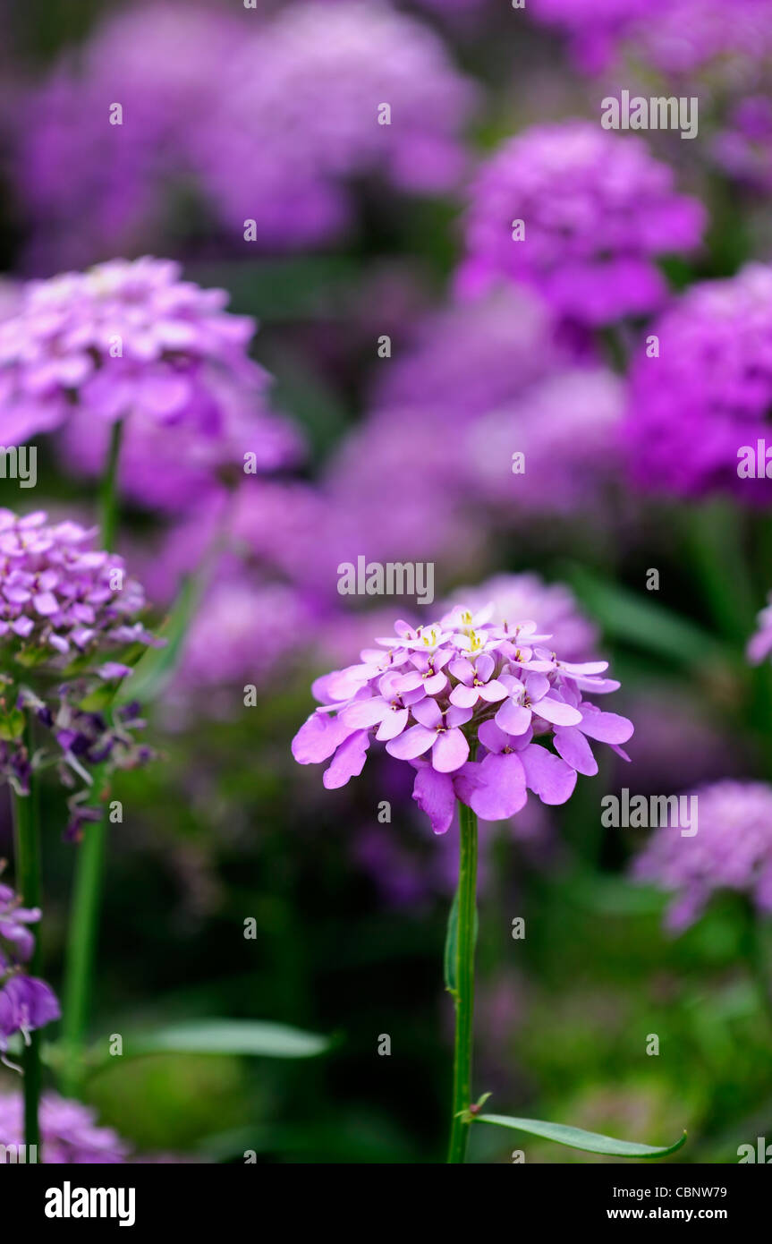 candytuft 'dwarf fairy mixed' Iberis tenoreana purple annual flower bloom blossom flowers blooms blossoms Stock Photo